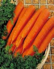 Семена Морковь НИИОХ336 ПТК среднеспелый